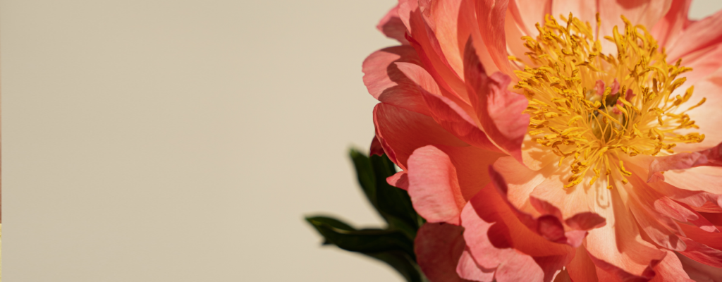 Fiore - esempio per la candida